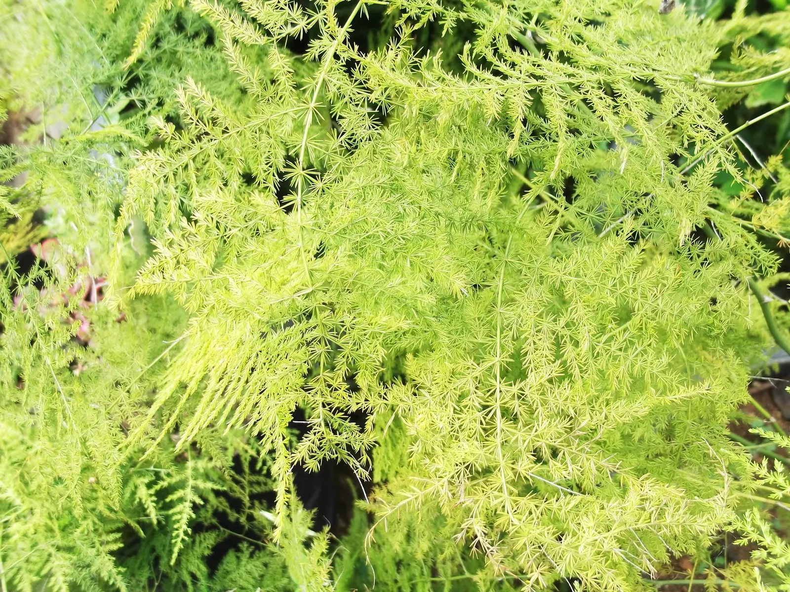 Fern Asparagus (Asparagus Setaceus) — white flowers followed by red berries that are toxic if ingested; note, however, that the berries are toxic, image 64