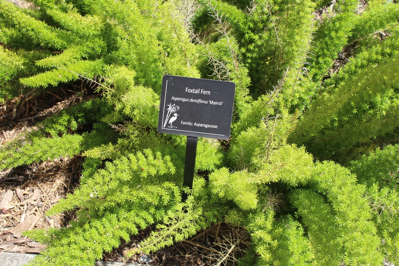 Fern Asparagus (Asparagus Setaceus) — is a delicate evergreen perennial that adds a graceful texture to garden designs with its fine; feathery, image 51