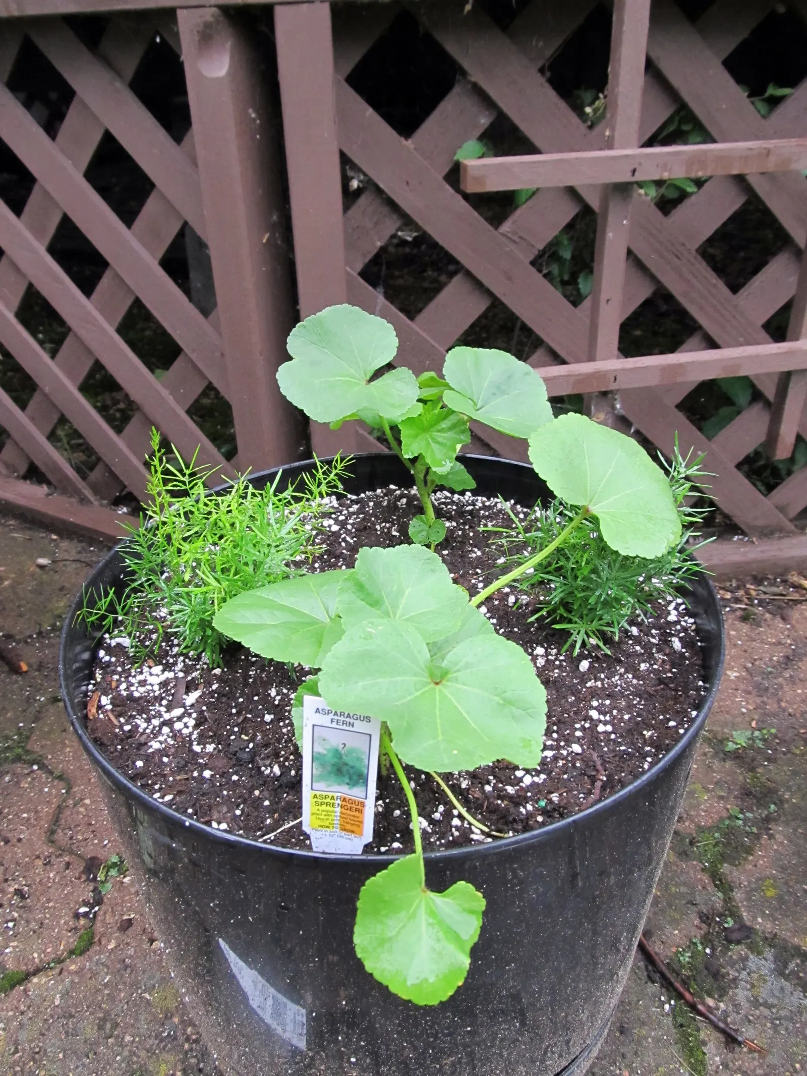 Fern Asparagus (Asparagus Setaceus) — and although drought-tolerant once established; which can lead to root rot.<br><br>When using Asparagus, image 56