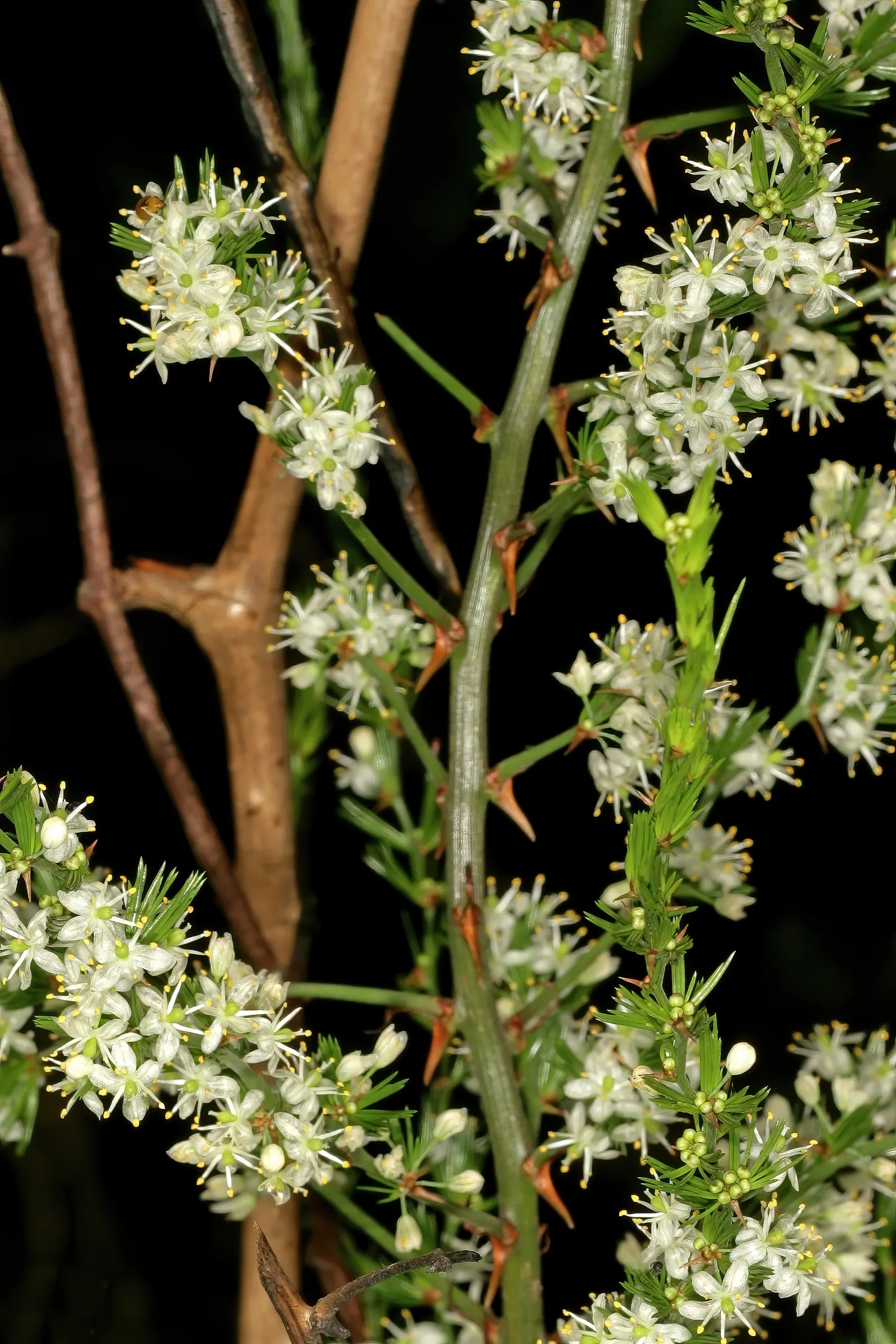 Fern Asparagus (Asparagus Setaceus) — Despite its common name, it's not a true fern, but rather a member of the lily family; the Fern Asparagus, image 52