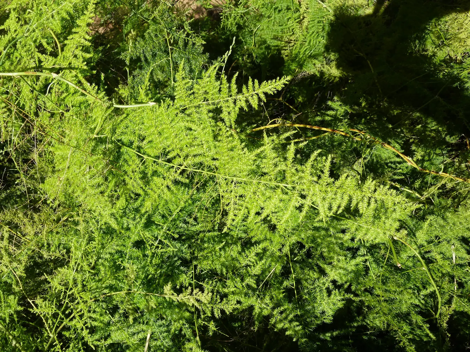 Fern Asparagus (Asparagus Setaceus) — the Fern Asparagus thrives in dappled shade or indirect light; consider its delicate texture