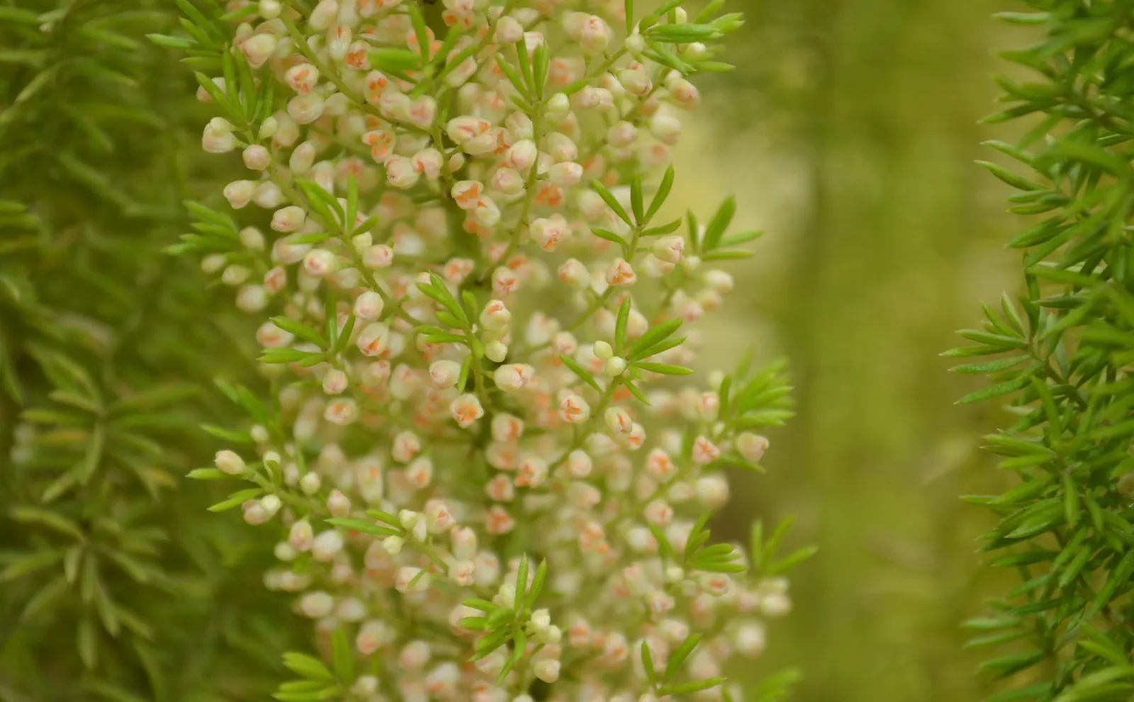 Fern Asparagus (Asparagus Setaceus) — it's important to manage its spread through regular pruning; white flowers followed by red berries that are, image 63