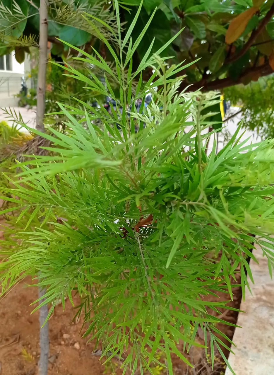 Fern Asparagus (Asparagus Setaceus) — making it an excellent choice for partly shaded landscape areas; commonly known as Fern Asparagus