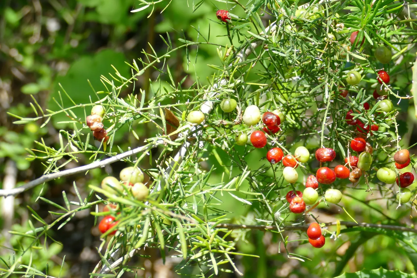 Fern Asparagus (Asparagus Setaceus) — it benefits from consistent moisture; fern / ground cover for full or half or shade