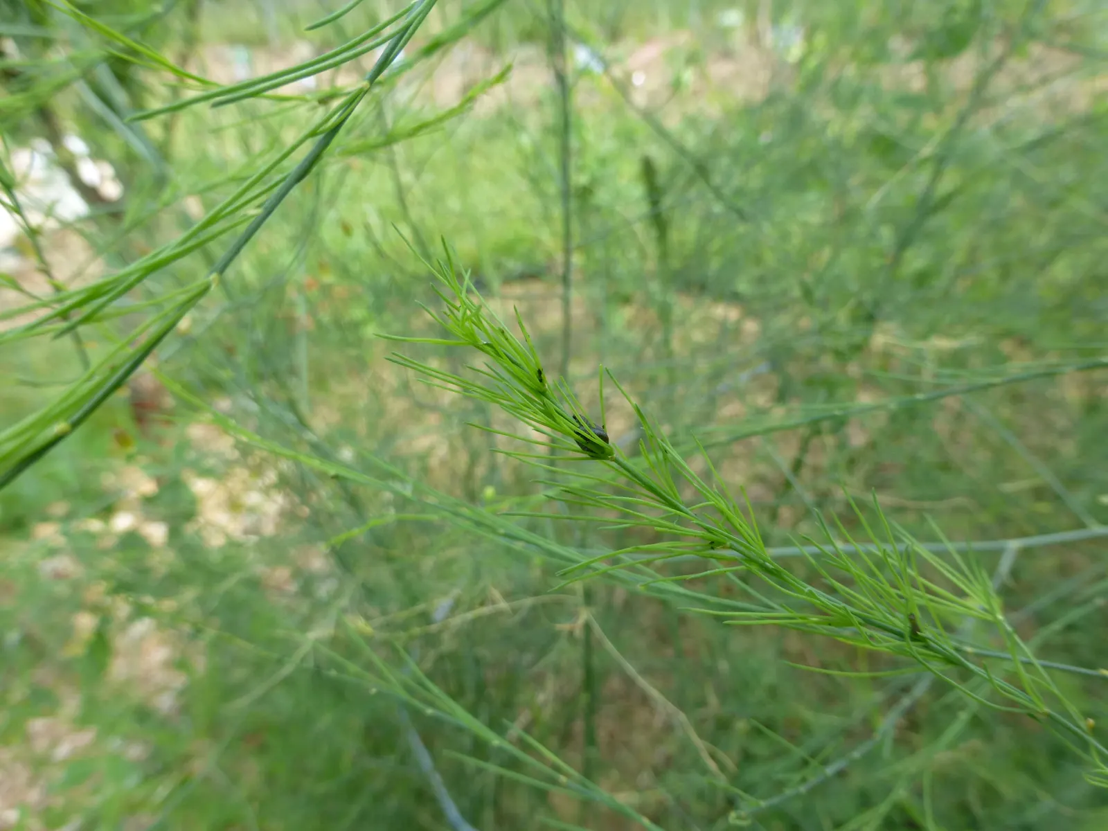 Fern Asparagus (Asparagus Setaceus) — it benefits from consistent moisture; fern / ground cover for full or half or shade, image 57