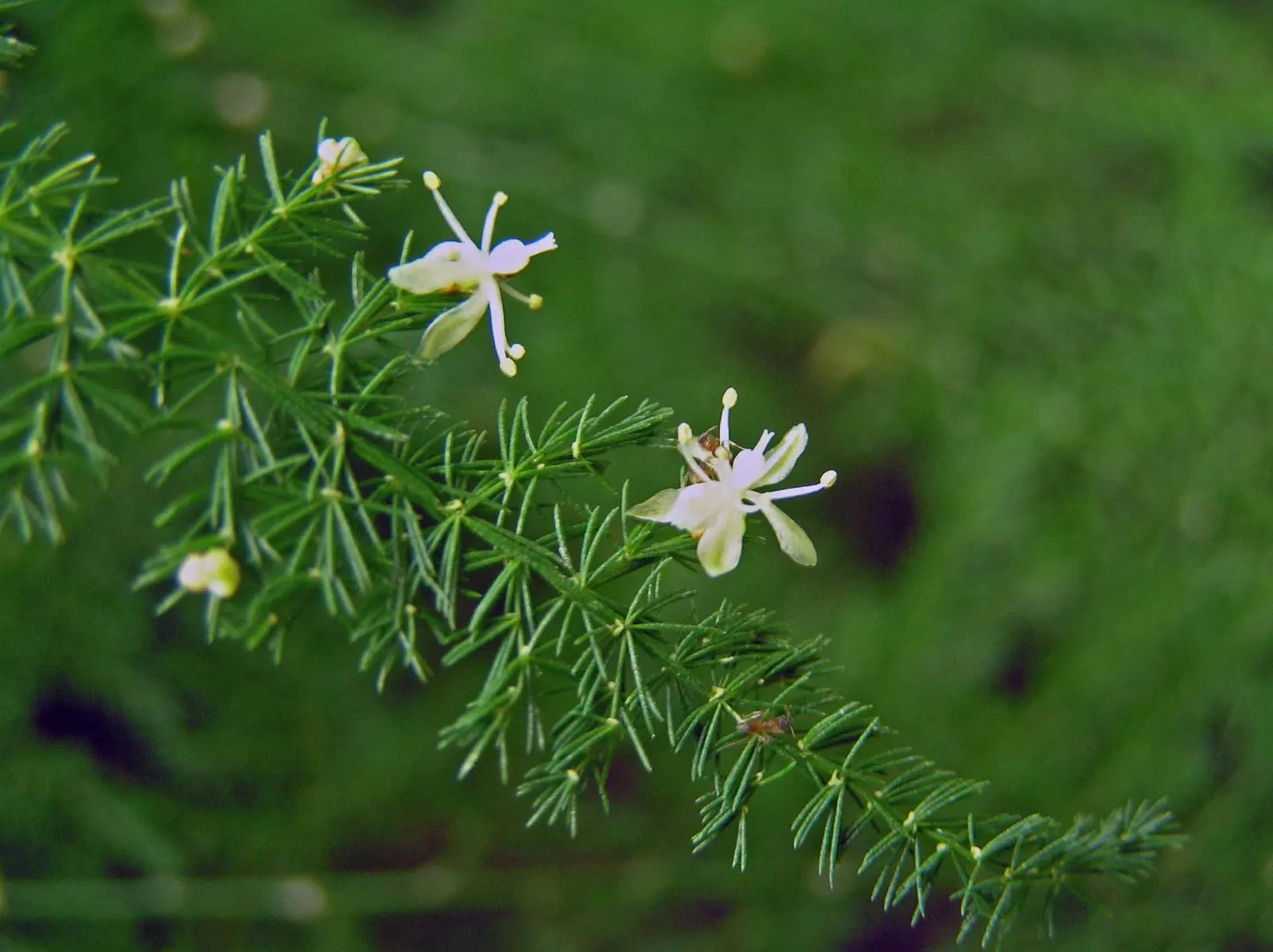 Fern Asparagus (Asparagus Setaceus) — is a delicate evergreen perennial that adds a graceful texture to garden designs with its fine; feathery, image 73