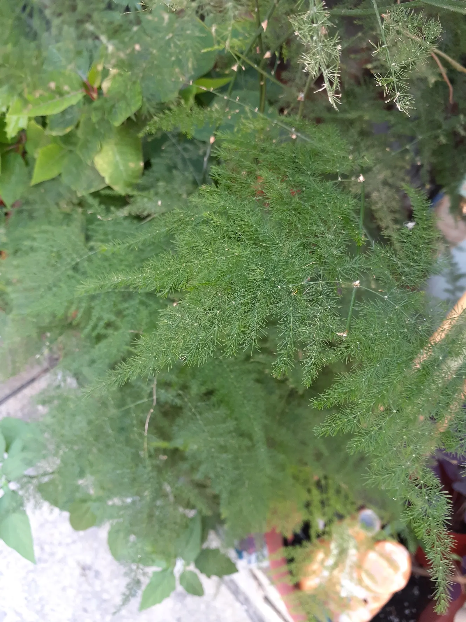 Fern Asparagus (Asparagus Setaceus) — feathery foliage that resembles that of a fern; it prefers well-draining soil, image 68