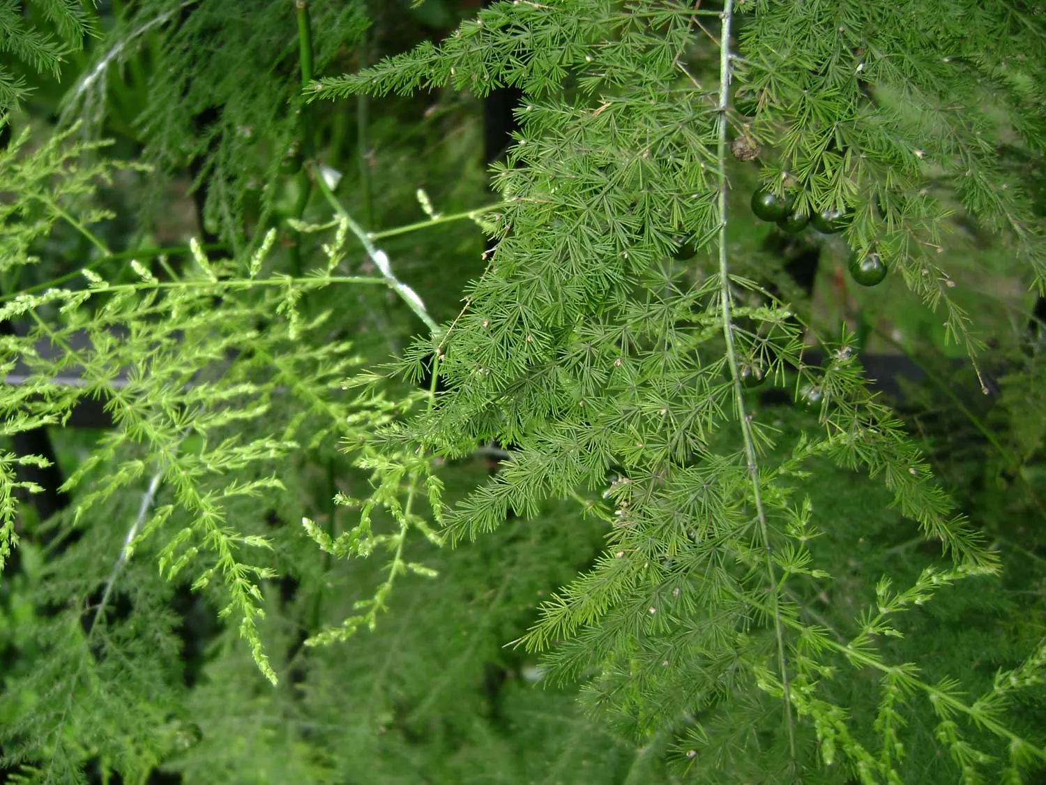 Fern Asparagus (Asparagus Setaceus) — so caution should be exercised if pets or small children are present in the garden space