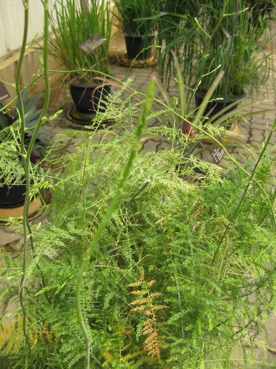 Fern Asparagus (Asparagus Setaceus) — commonly known as Fern Asparagus or Plumosa Fern; for individual care after planting