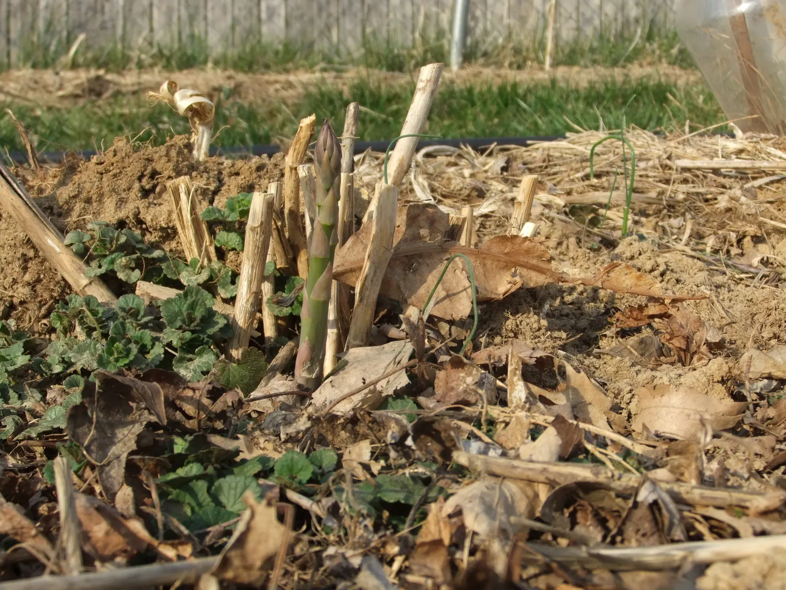 Fern Asparagus (Asparagus Setaceus) — It prefers well-draining soil; despite its common name, it's not a true fern, but rather a member of the lily, image 55