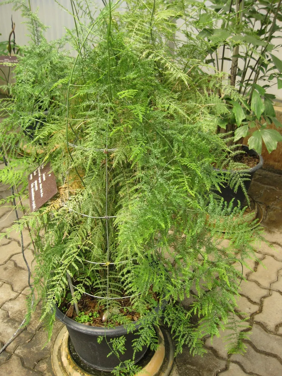 Fern Asparagus (Asparagus Setaceus) — It prefers well-draining soil; despite its common name, it's not a true fern, but rather a member of the lily family