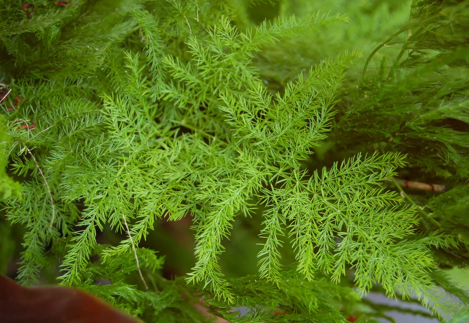 Fern Asparagus (Asparagus Setaceus) — care should be taken to avoid waterlogged soil conditions