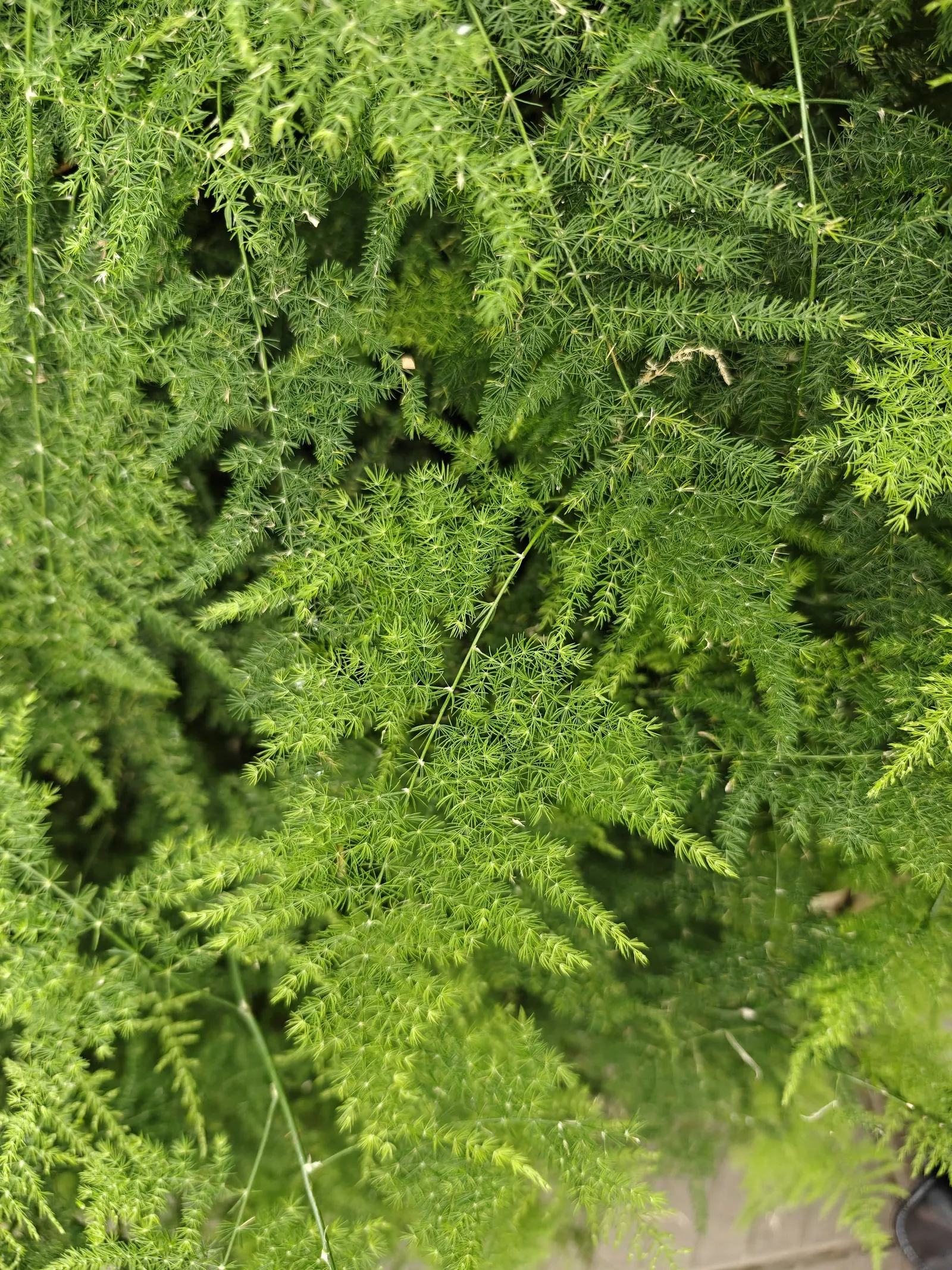 Fern Asparagus (Asparagus Setaceus) — it makes a captivating houseplant or garden accent; this ornamental perennial thrives in USDA hardiness zones, image 70