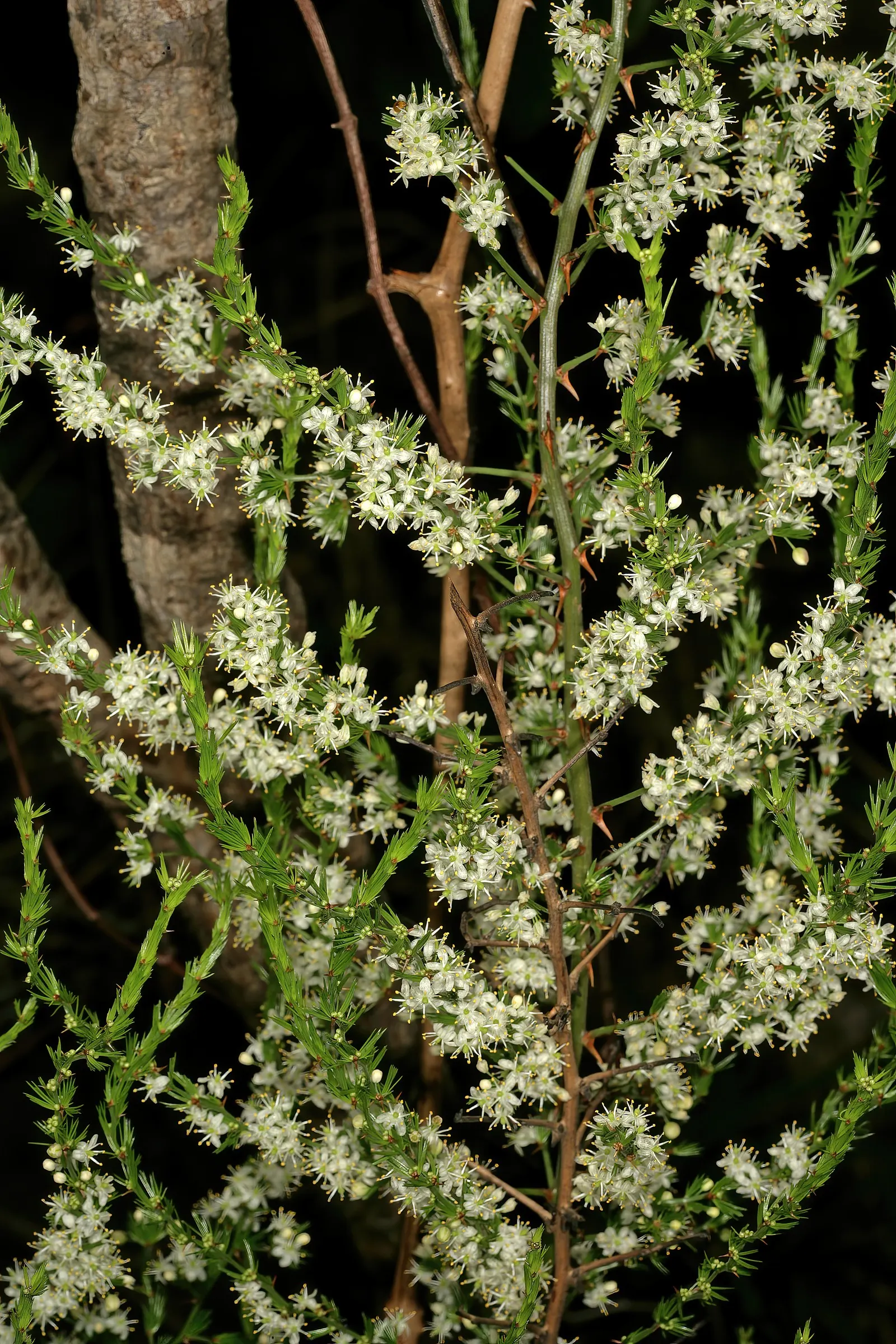 Fern Asparagus (Asparagus Setaceus) — fern / ground cover for full or half or shade; it's important to manage its spread through regular pruning