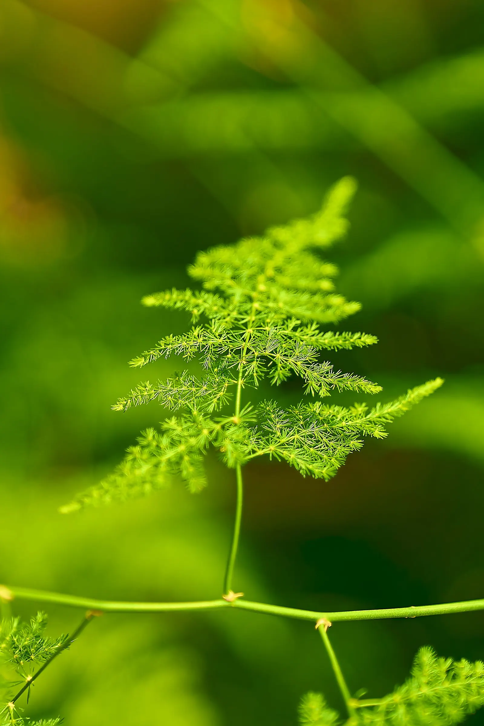 Fern Asparagus (Asparagus Setaceus) — white flowers followed by red berries that are toxic if ingested; note, however, that the berries are toxic if ingested