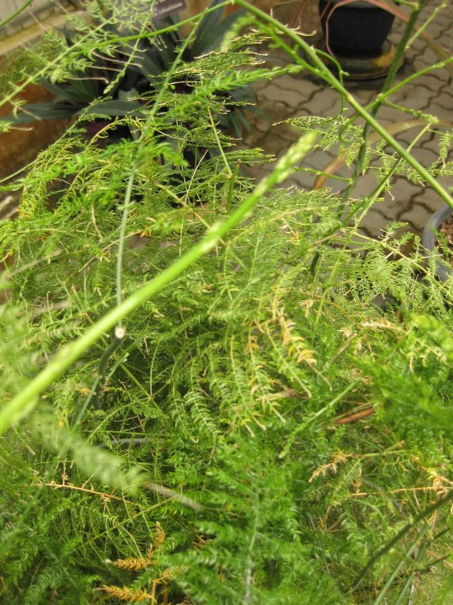 Fern Asparagus (Asparagus Setaceus) — it benefits from consistent moisture