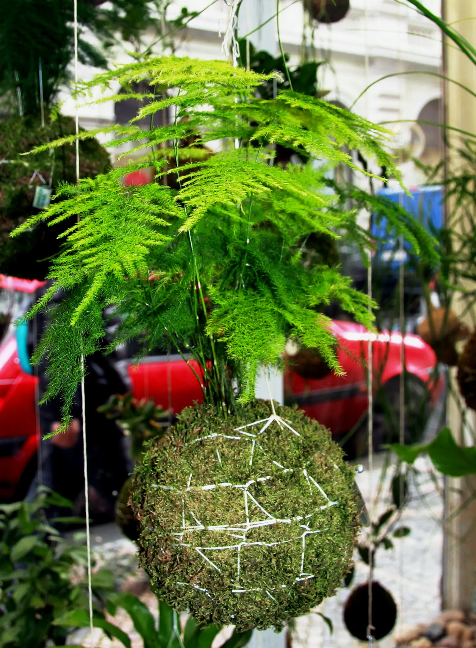 Fern Asparagus (Asparagus Setaceus) — commonly known as Fern Asparagus or Plumosa Fern; for individual care after planting, image 72