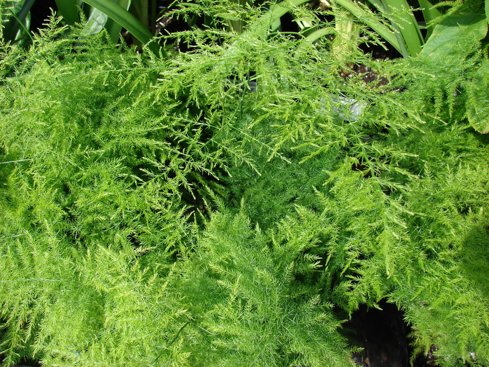 Fern Asparagus (Asparagus Setaceus) — feathery foliage that resembles that of a fern; it prefers well-draining soil