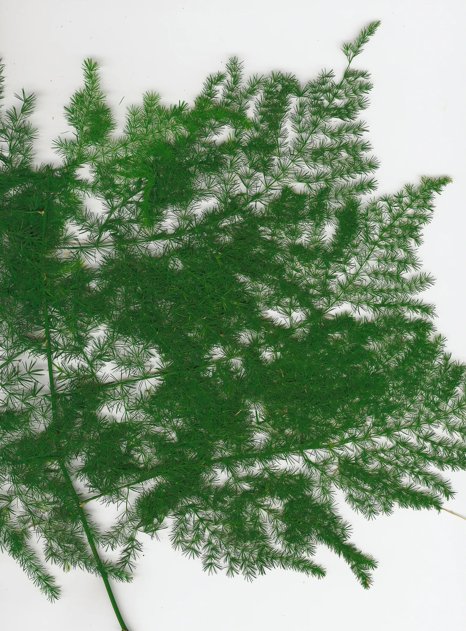 Fern Asparagus (Asparagus Setaceus) — commonly known as Fern Asparagus; it makes a captivating houseplant or garden accent