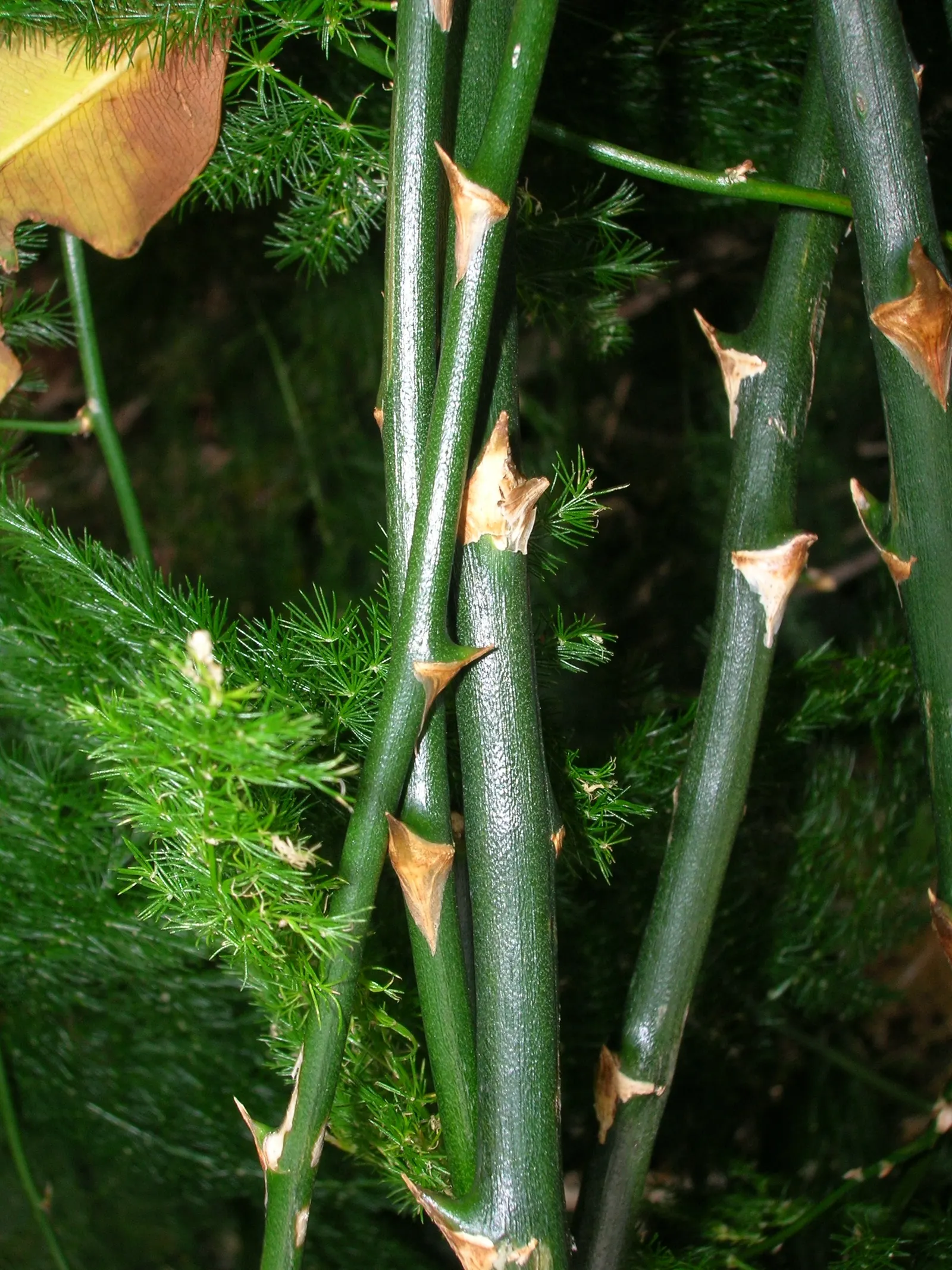 Fern Asparagus (Asparagus Setaceus) — the client should understand that this ornamental plant requires minimal maintenance