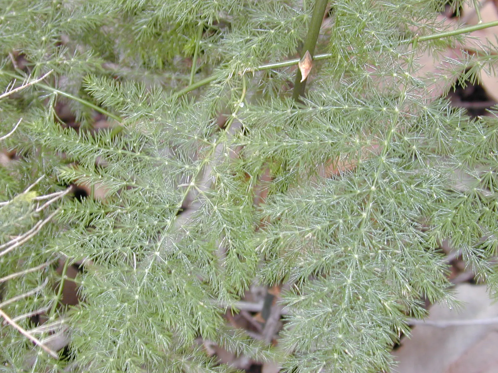Fern Asparagus (Asparagus Setaceus) — It prefers well-draining soil