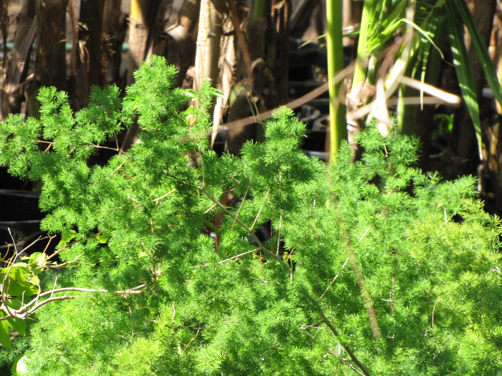 Fern Asparagus (Asparagus Setaceus) — Despite its common name, it's not a true fern, but rather a member of the lily family; the Fern Asparagus thrives in
