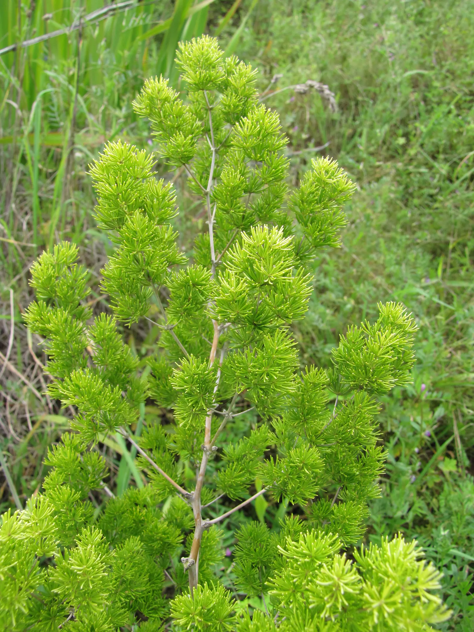 Fern Asparagus (Asparagus Setaceus) — the Fern Asparagus thrives in dappled shade or indirect light