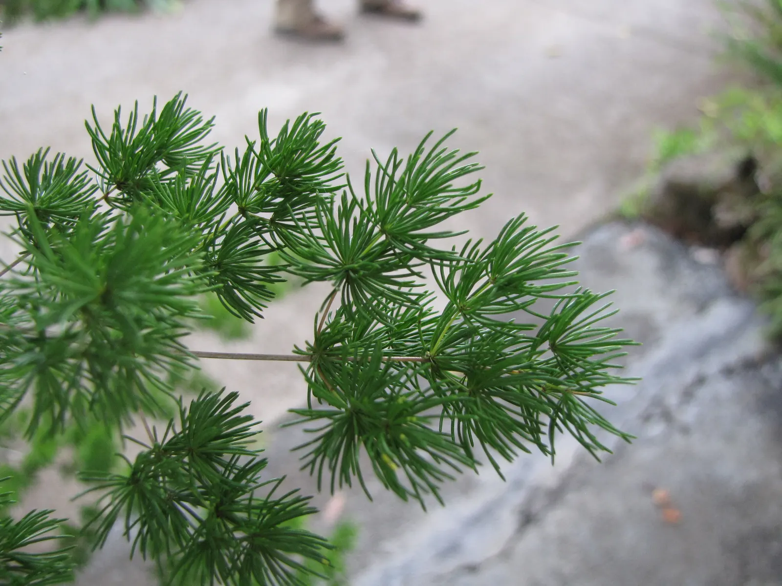Fern Asparagus (Asparagus Setaceus) — which can lead to root rot.<br><br>When using Asparagus setaceus in landscape designs; care should be taken to avoid