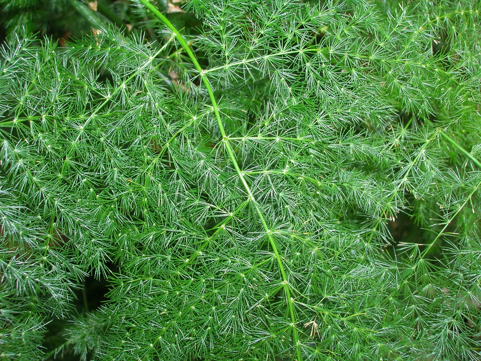 Fern Asparagus (Asparagus Setaceus) — so caution should be exercised if pets or small children are present in the garden space; and although, image 65