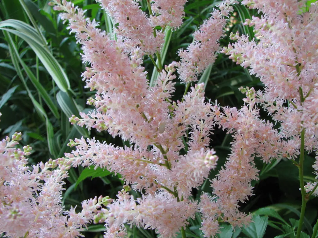Fern Asparagus (Asparagus Setaceus) — the client should understand that this ornamental plant requires minimal maintenance; it benefits from, image 62