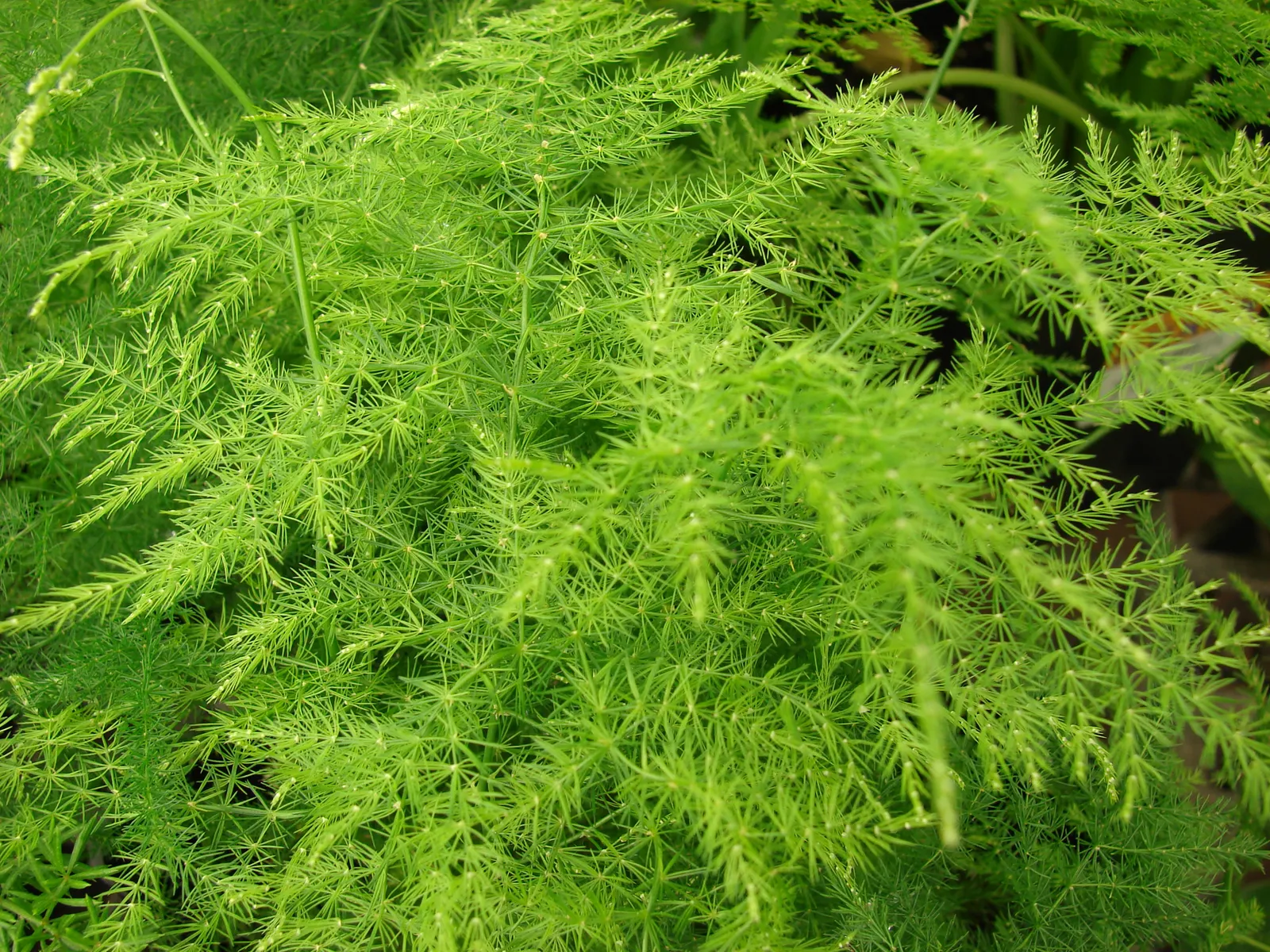 Fern Asparagus (Asparagus Setaceus) — consider its delicate texture
