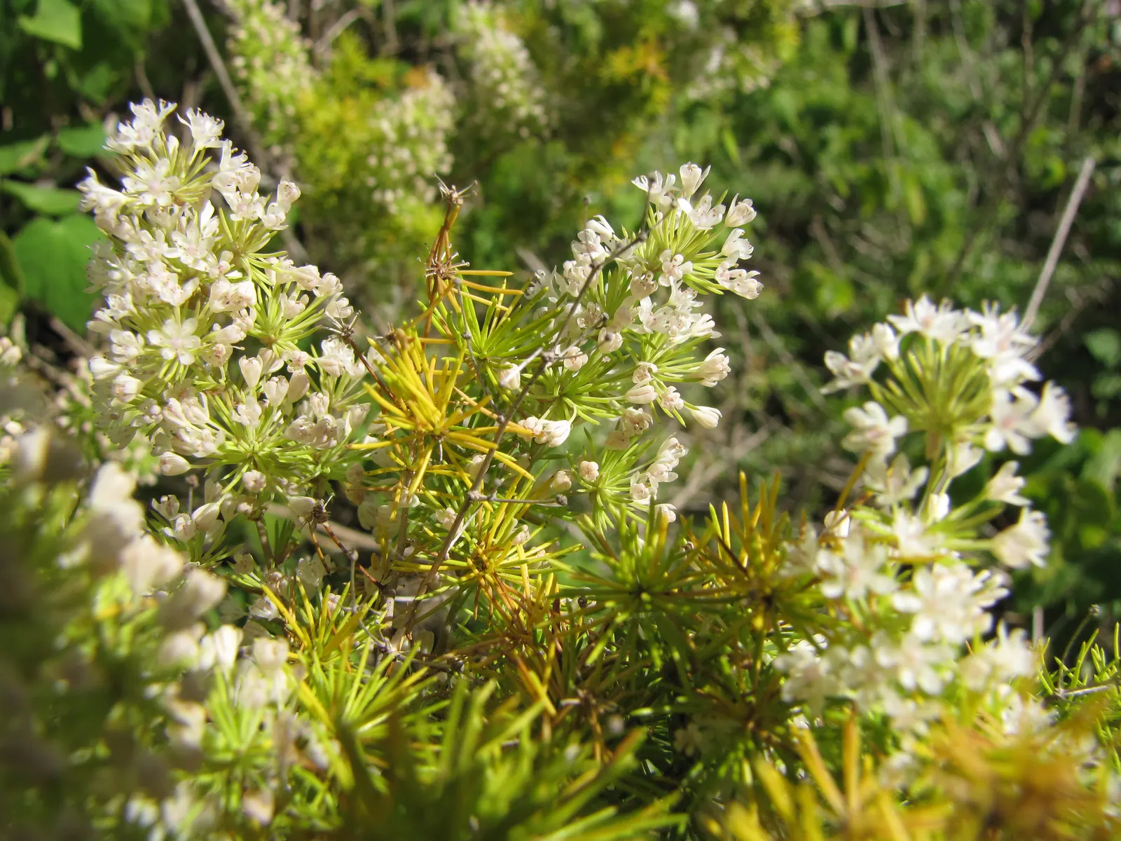 Fern Asparagus (Asparagus Setaceus) — it's important to manage its spread through regular pruning; white flowers followed by red berries that are toxic if