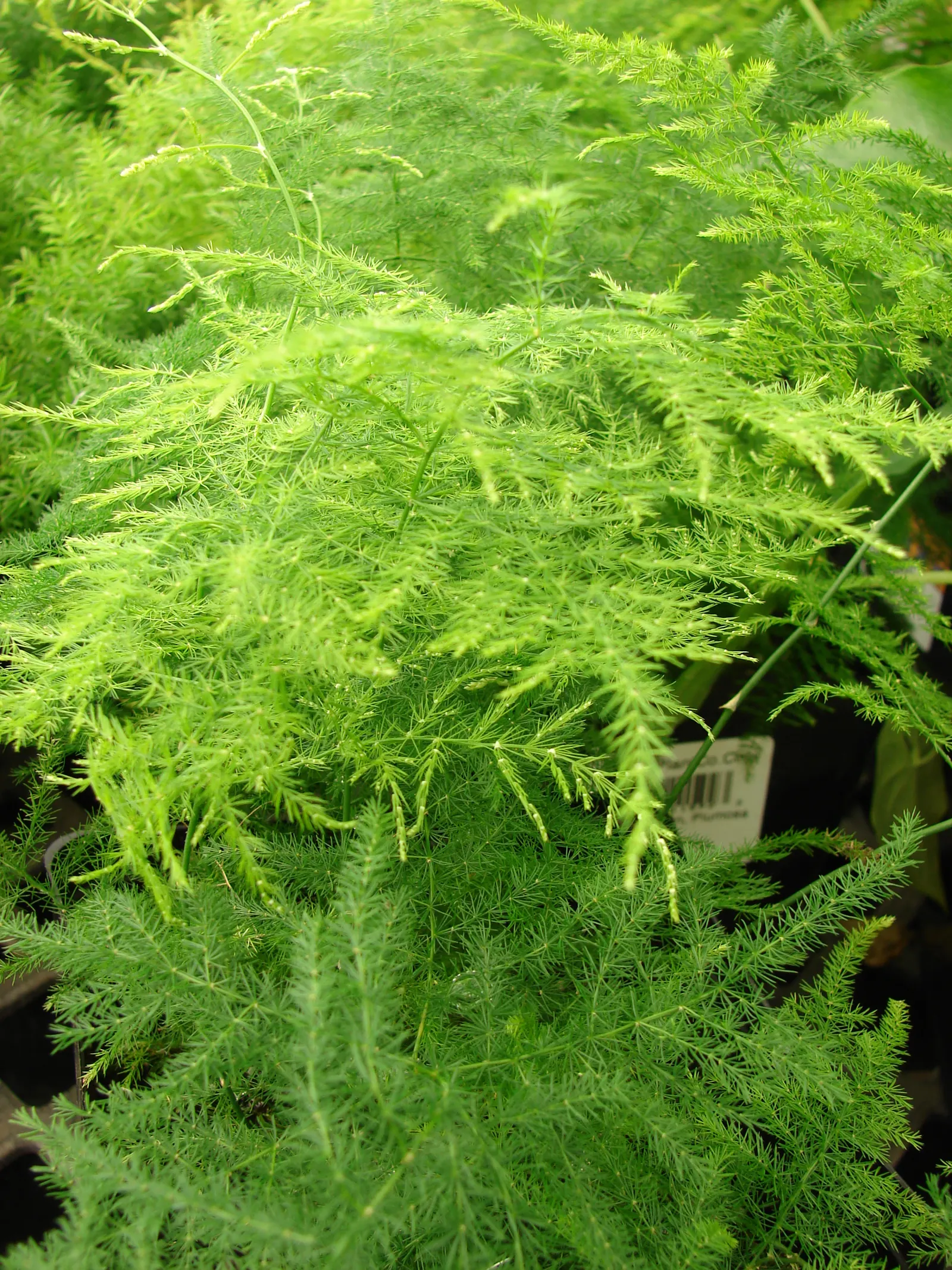 Fern Asparagus (Asparagus Setaceus) — white flowers followed by red berries that are toxic if ingested