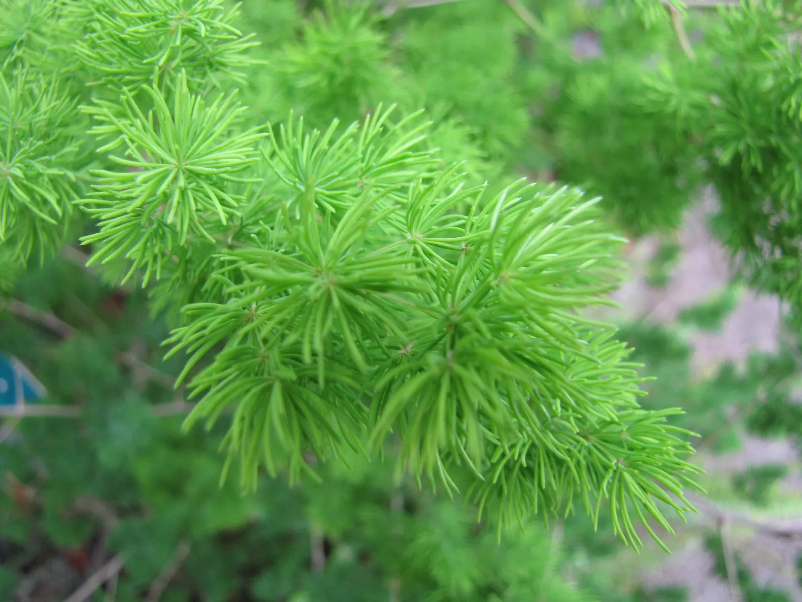 Fern Asparagus (Asparagus Setaceus) — and although drought-tolerant once established; which can lead to root rot.<br><br>When using Asparagus setaceus in