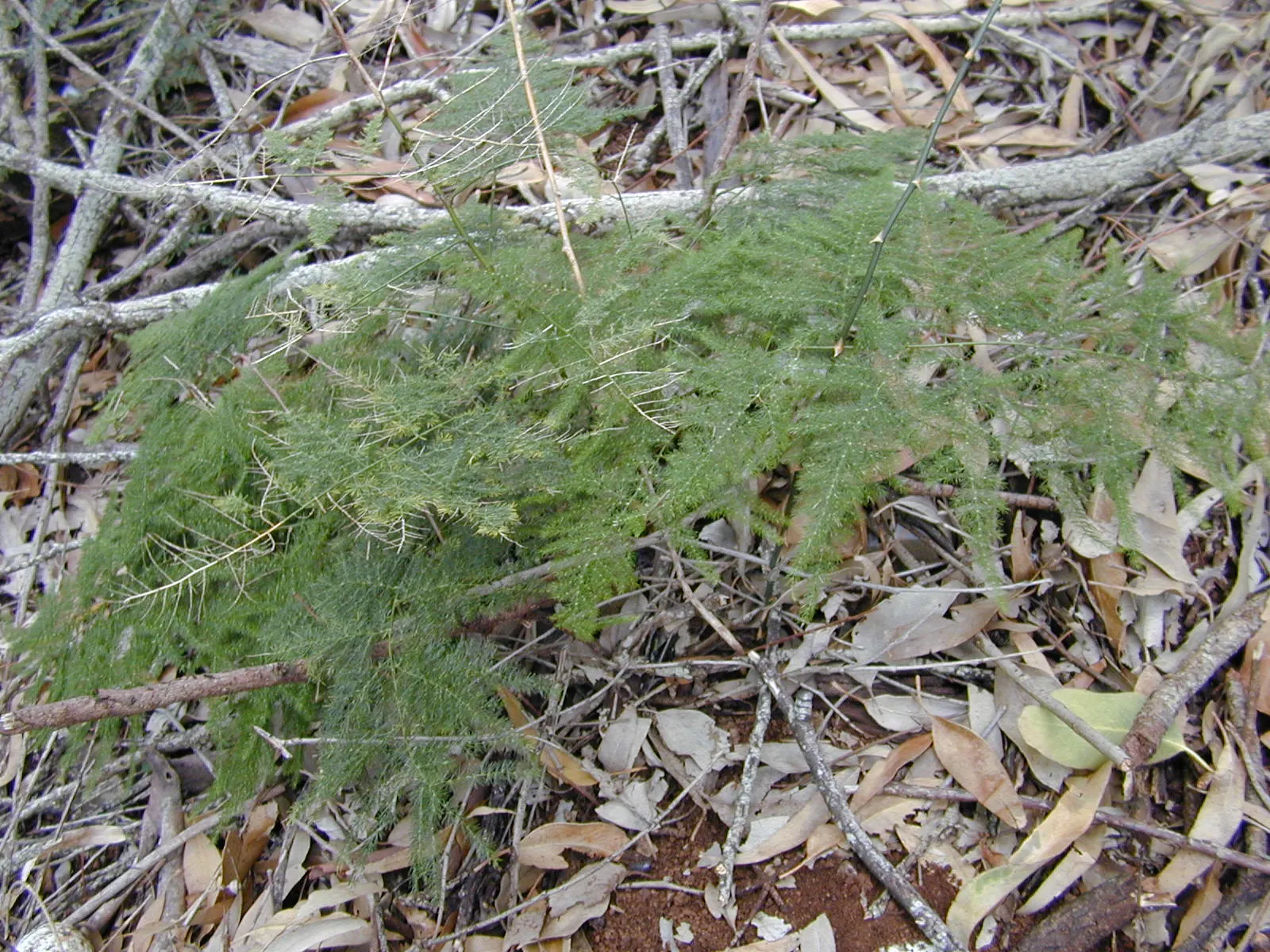 Fern Asparagus (Asparagus Setaceus) — making it an excellent choice for partly shaded landscape areas