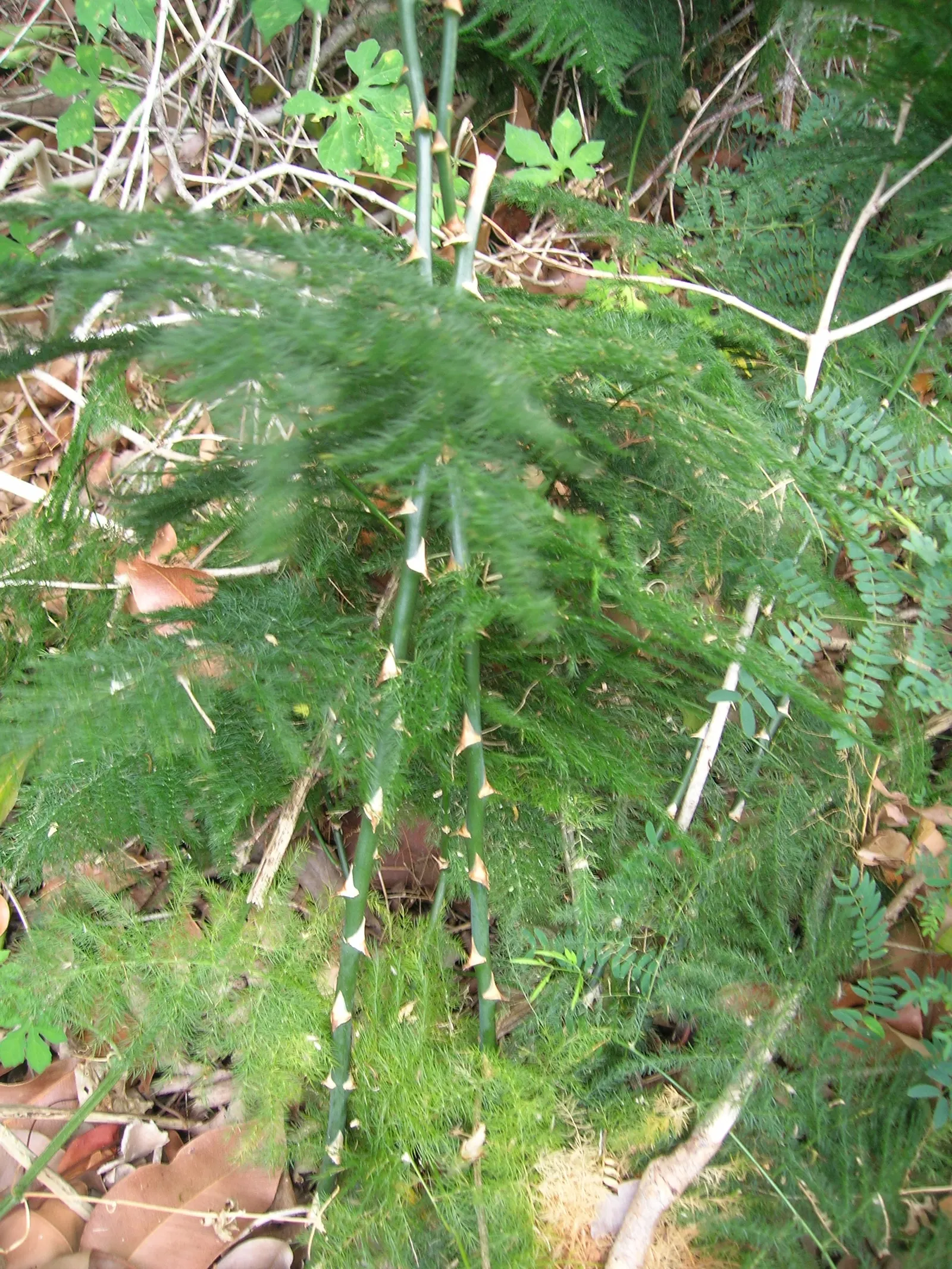 Fern Asparagus (Asparagus Setaceus) — Note, however, that the berries are toxic if ingested, and the plant is considered invasive in some regions; making it an