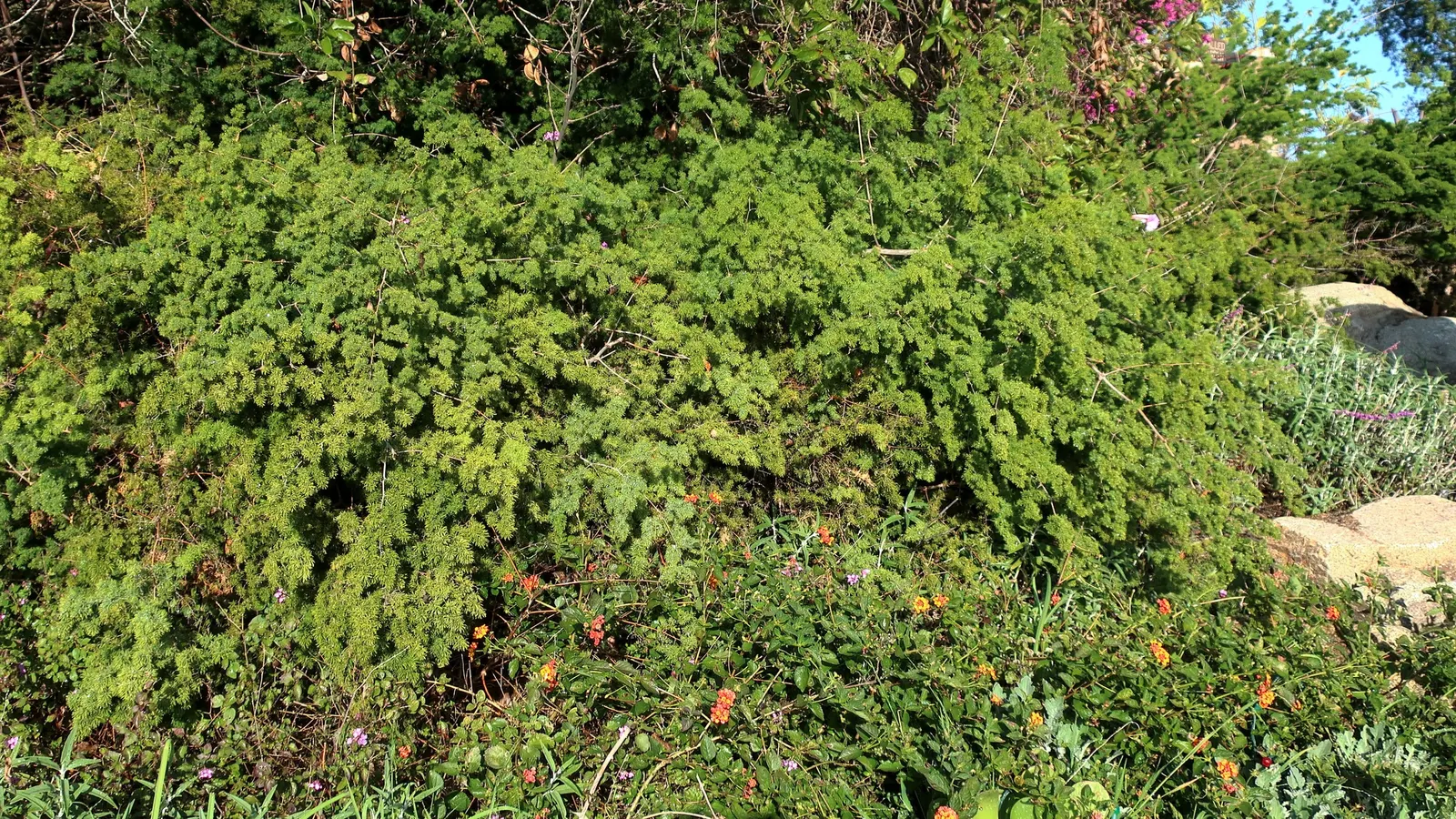 Fern Asparagus (Asparagus Setaceus) — commonly known as Fern Asparagus; it makes a captivating houseplant or garden accent, image 45