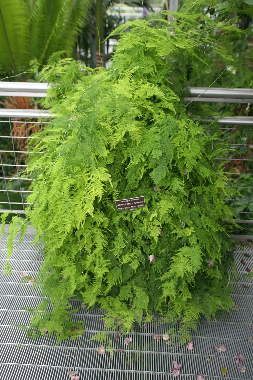 Fern Asparagus (Asparagus Setaceus) — it makes a captivating houseplant or garden accent; this ornamental perennial thrives in USDA hardiness zones 9 to 11 and