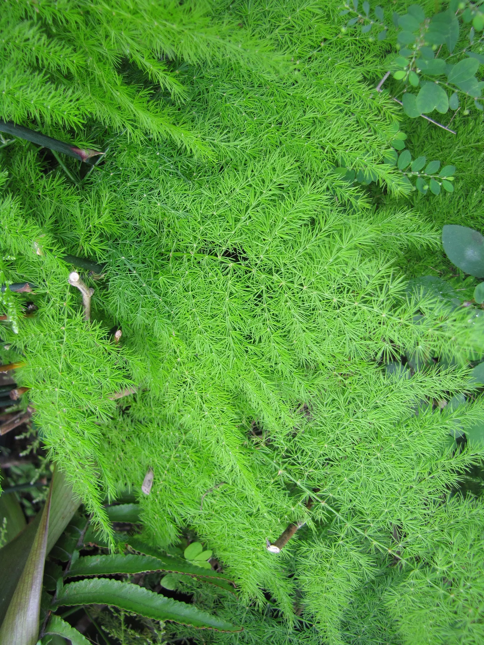 Fern Asparagus (Asparagus Setaceus) — care should be taken to avoid waterlogged soil conditions; is a delicate evergreen perennial that adds a, image 58