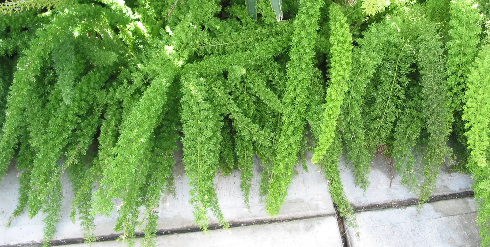 Fern Asparagus (Asparagus Setaceus) — making it an excellent choice for partly shaded landscape areas; commonly known as Fern Asparagus, image 54