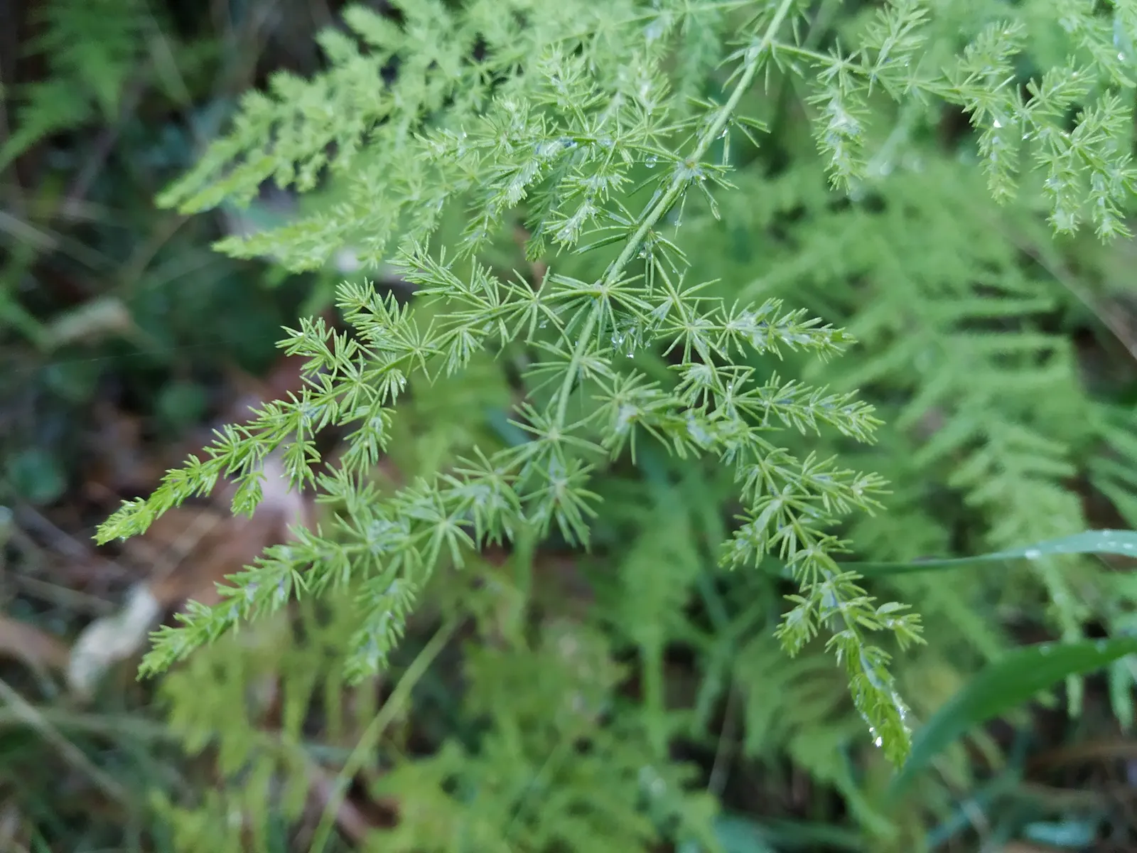 Fern Asparagus (Asparagus Setaceus) — This ornamental perennial thrives in USDA hardiness zones 9 to 11 and can reach up to 7-10 feet tall; the, image 47