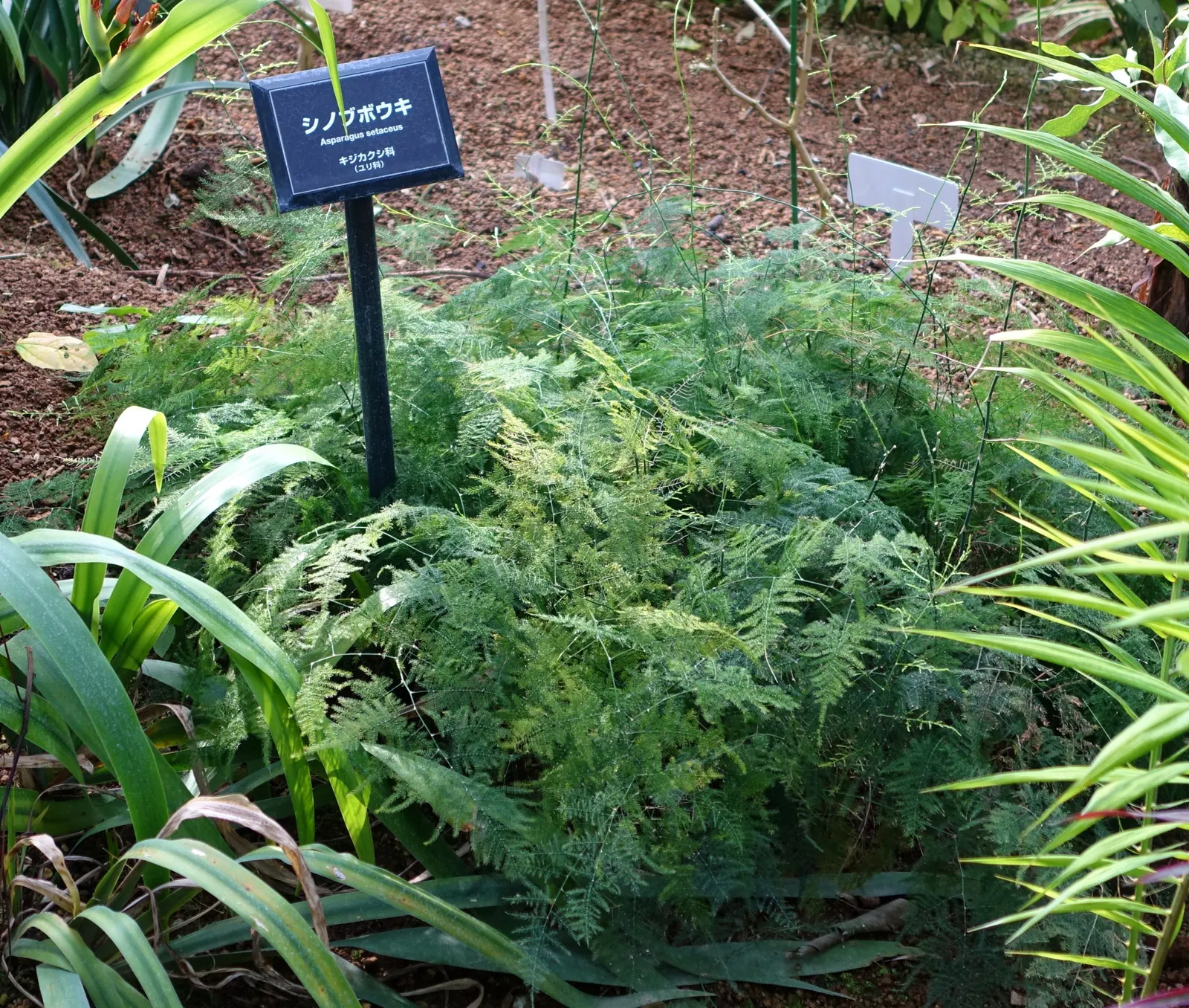 Fern Asparagus (Asparagus Setaceus) — For individual care after planting
