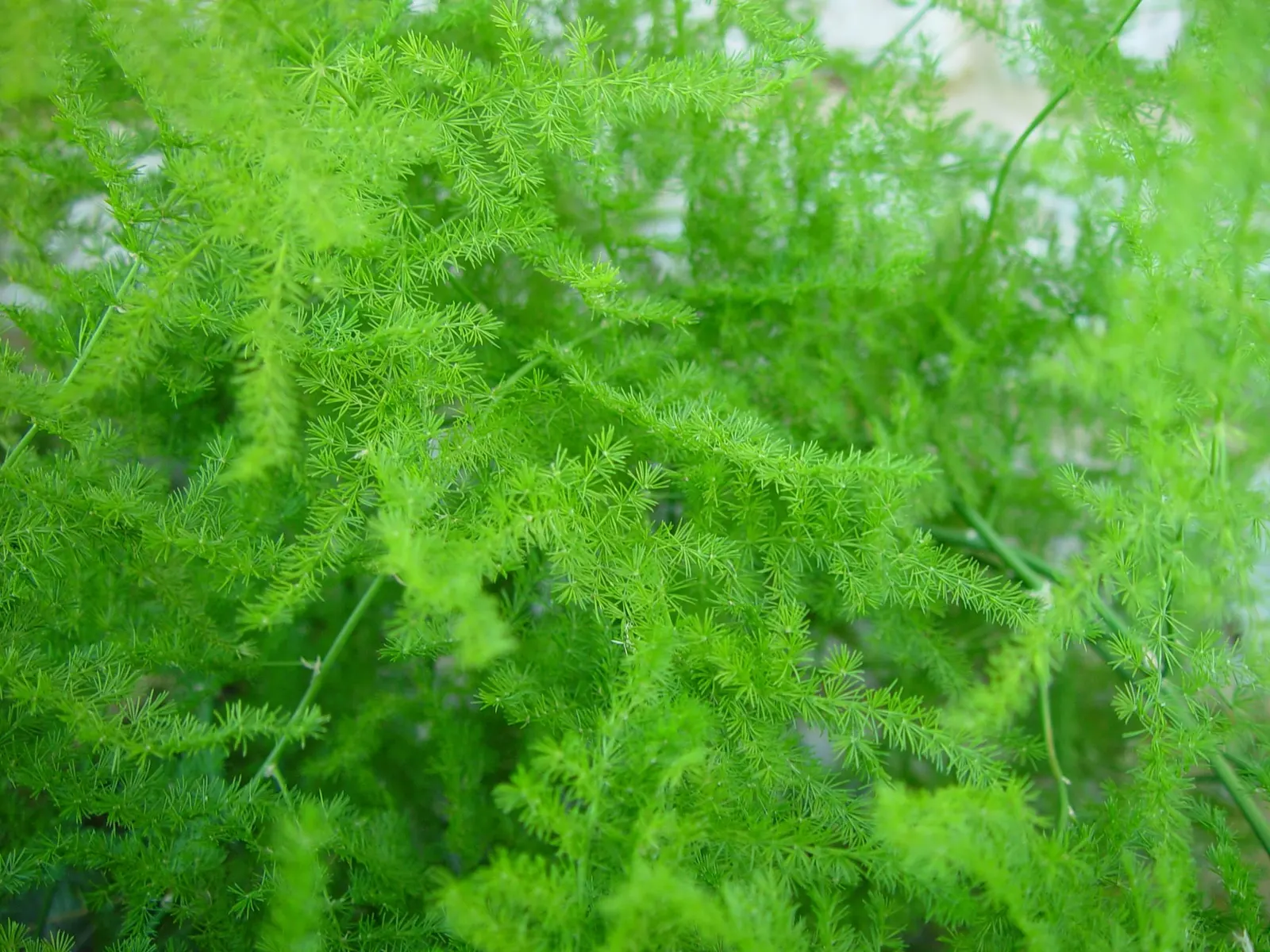 Fern Asparagus (Asparagus Setaceus) — is a delicate evergreen perennial that adds a graceful texture to garden designs with its fine; feathery foliage that