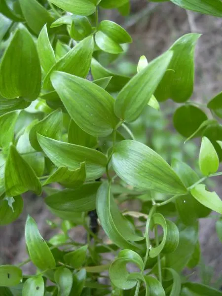 Fern Asparagus (Asparagus Setaceus) — commonly known as Fern Asparagus or Plumosa Fern