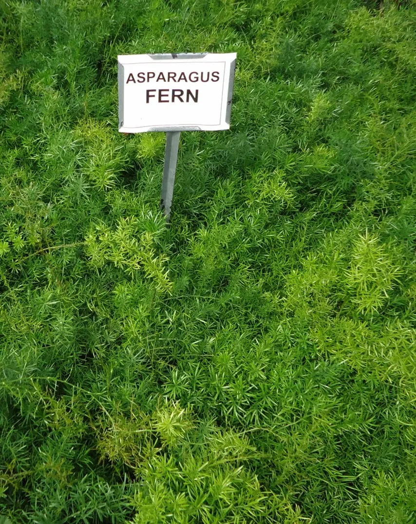 Fern Asparagus (Asparagus Setaceus) — feathery foliage that resembles that of a fern