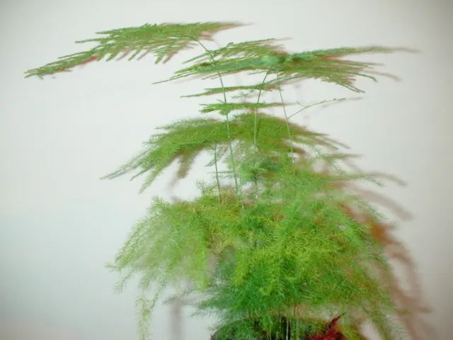 Fern Asparagus (Asparagus Setaceus) — Despite its common name, it's not a true fern, but rather a member of the lily family