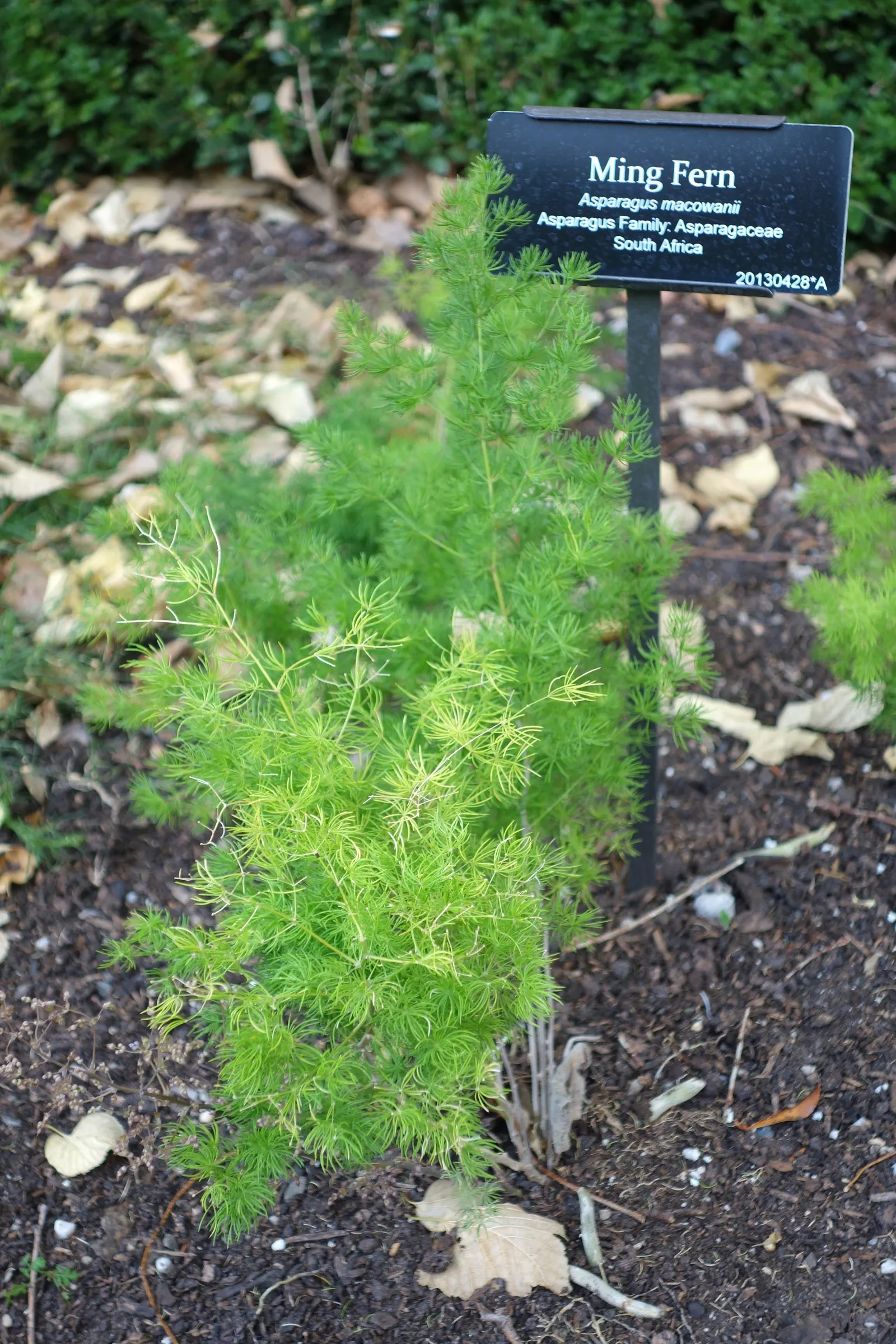Fern Asparagus (Asparagus Setaceus) — commonly known as Fern Asparagus