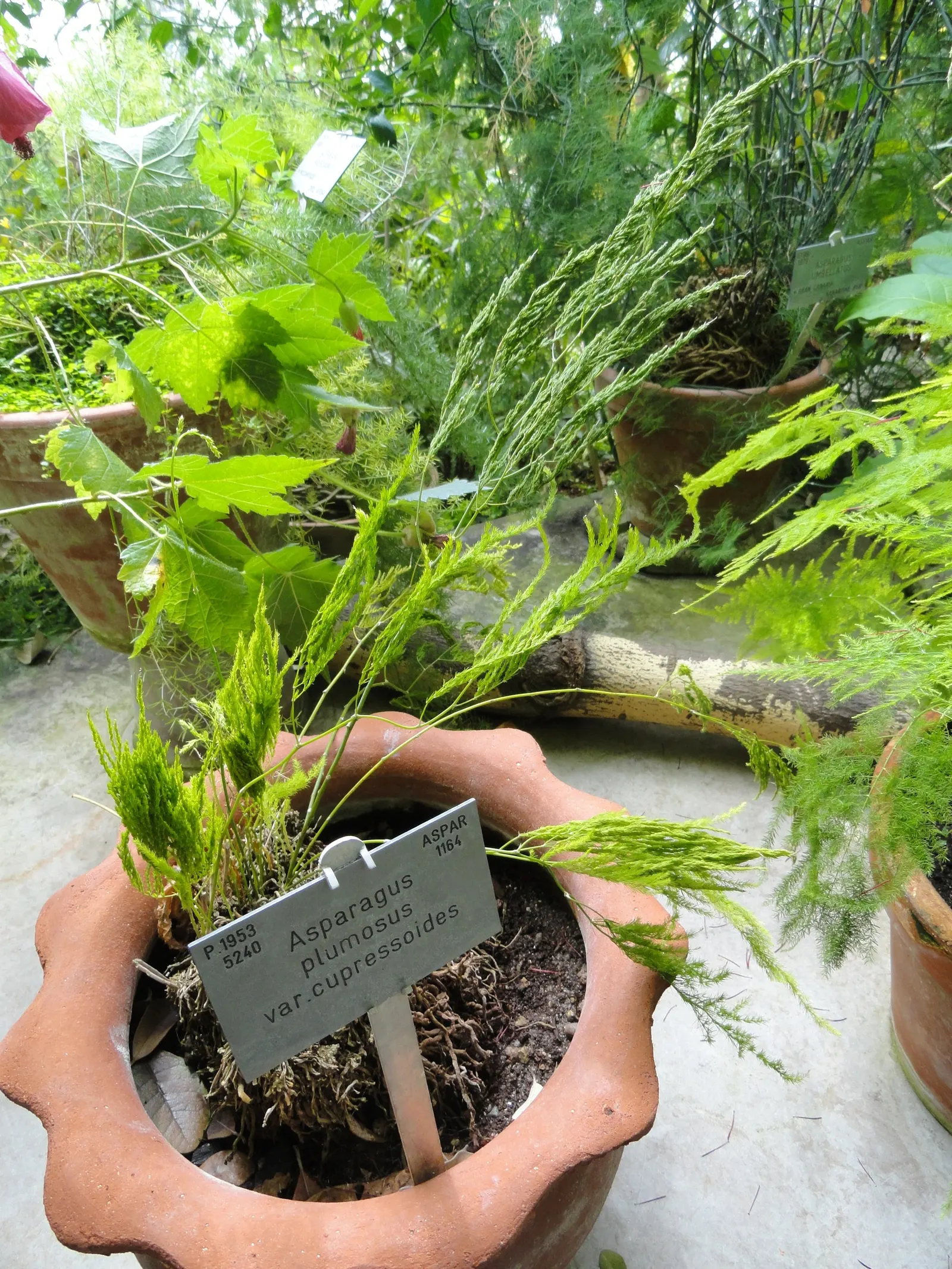 Fern Asparagus (Asparagus Setaceus) — Note, however, that the berries are toxic if ingested, and the plant is considered invasive in some regions