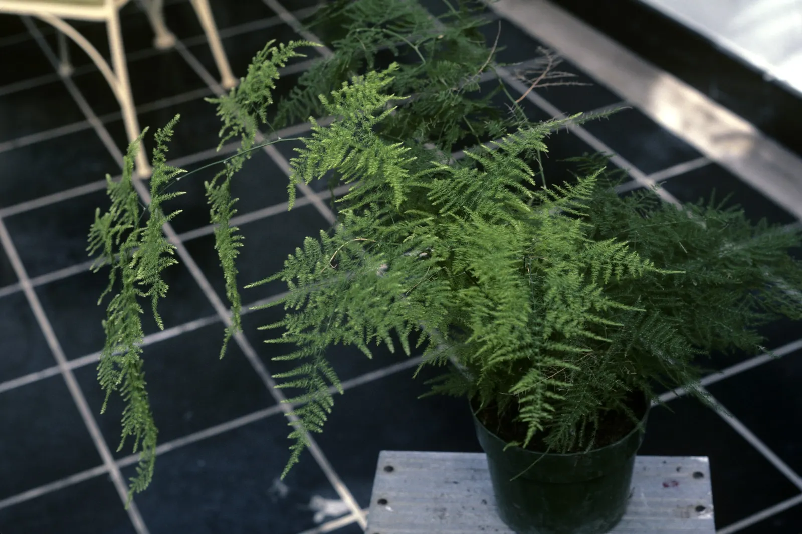 Fern Asparagus (Asparagus Setaceus) — This ornamental perennial thrives in USDA hardiness zones 9 to 11 and can reach up to 7-10 feet tall