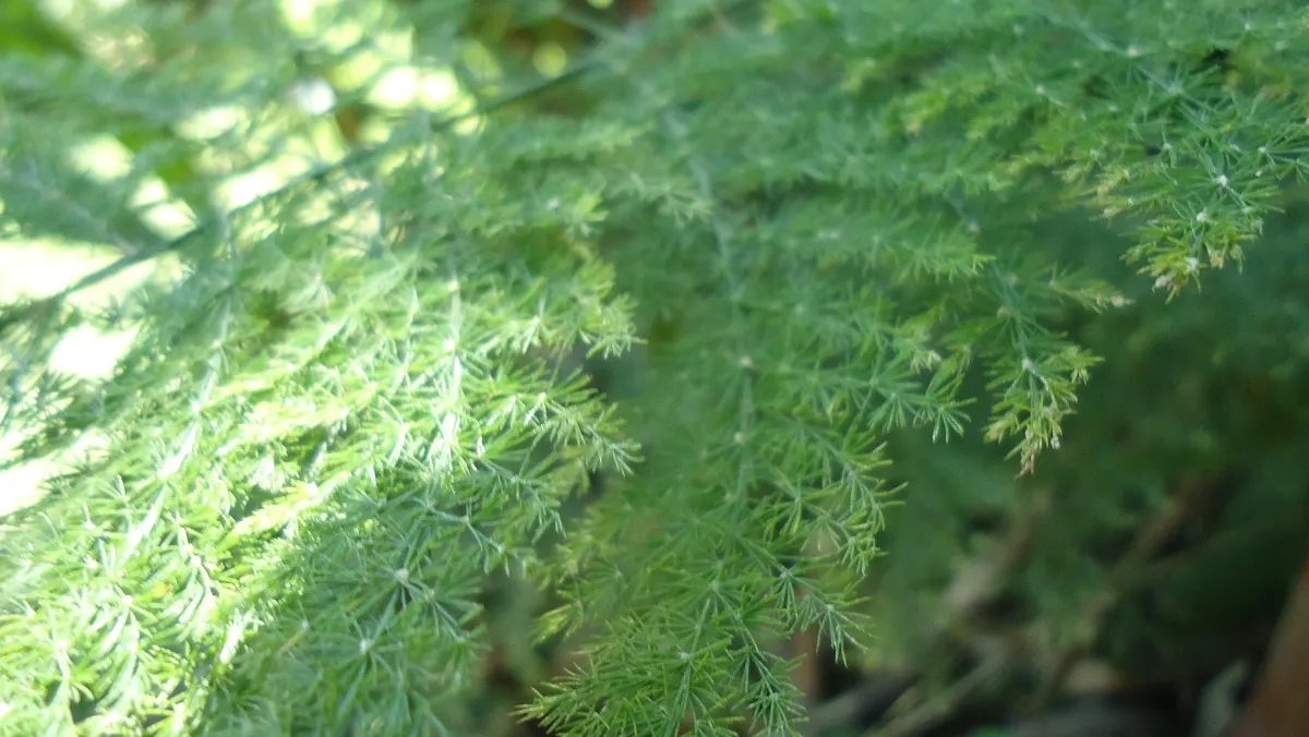 Fern Asparagus (Asparagus Setaceus) — is a delicate evergreen perennial that adds a graceful texture to garden designs with its fine